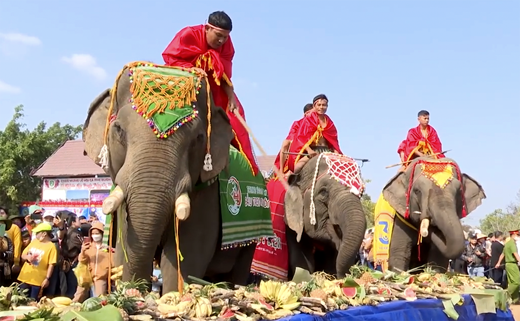 Hội Voi Buôn Đôn: Điểm Nhấn Đặc Sắc Tại Lễ Hội Cà Phê Buôn Ma Thuột Lần Thứ 9